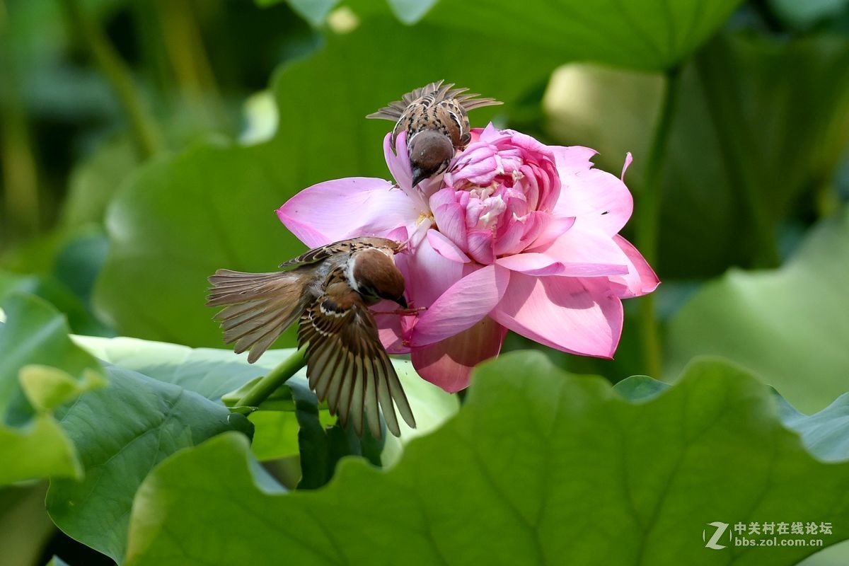 荷花上的“角斗”
