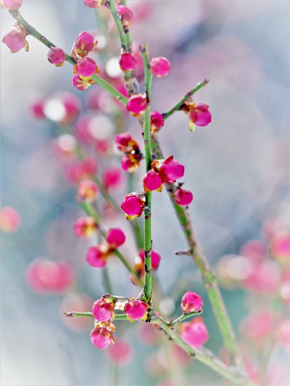 待听新雷第一声