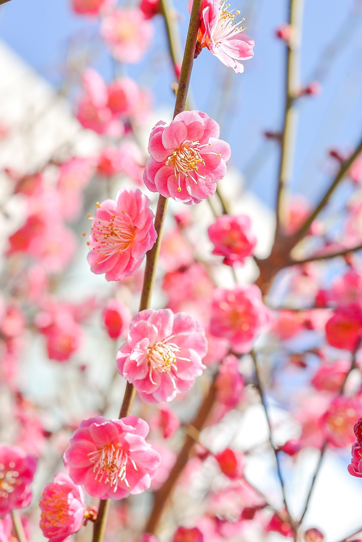 春天来了梅花盛开