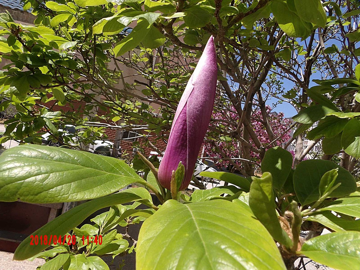 绿叶陪衬的玉兰花更好看