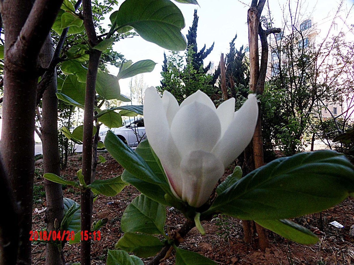 绿叶陪衬的玉兰花更好看