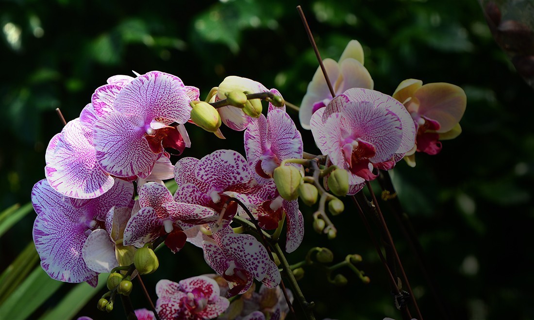 青岛西海岸新区灵山卫大集（续） 祝光影杂谈星空(中国)新的一年红红火火 佳作连连！