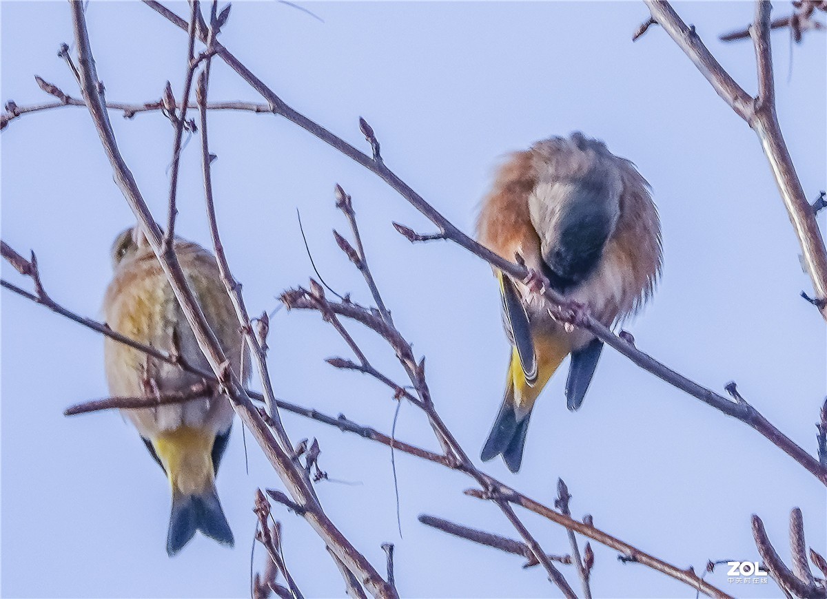 三九寒天枝头鸟