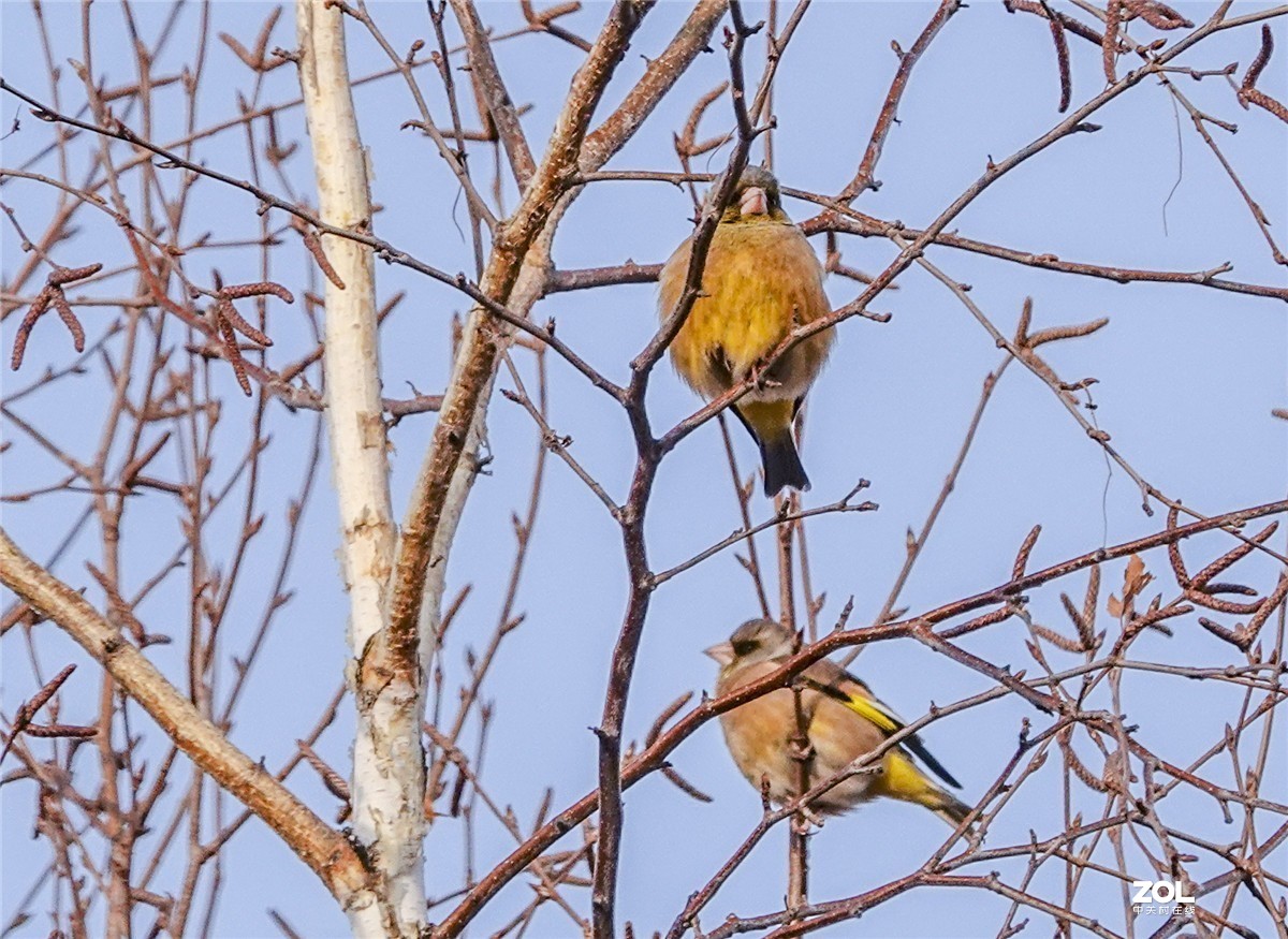 三九寒天枝头鸟