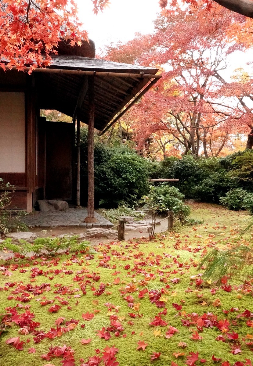 日本关西赏枫游8大河内山庄庭园