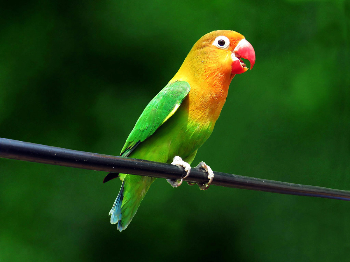 一只小鹦鹉-中关村在线摄影论坛