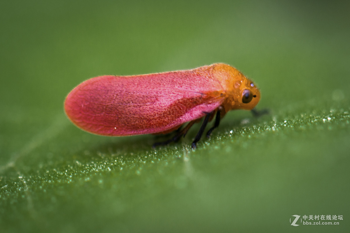再拍西河边的红色沫蝉【告假帖】
