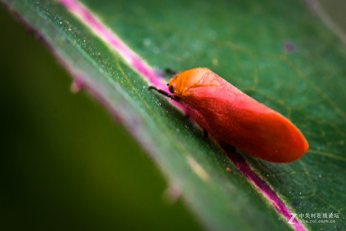 再拍西河边的红色沫蝉【告假帖】