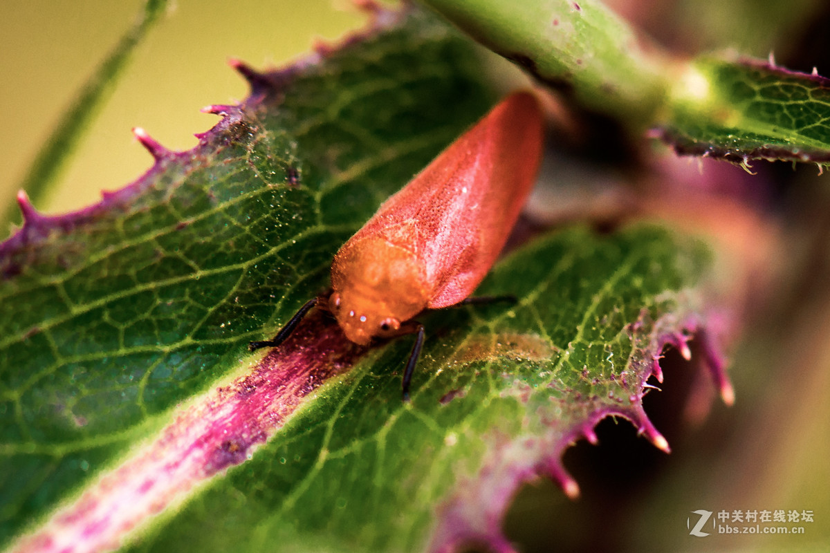 再拍西河边的红色沫蝉【告假帖】