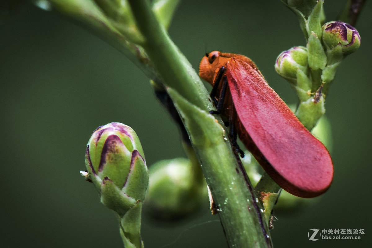 再拍西河边的红色沫蝉【告假帖】