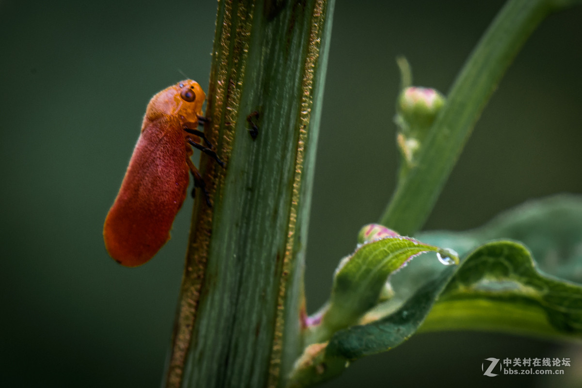 再拍西河边的红色沫蝉【告假帖】