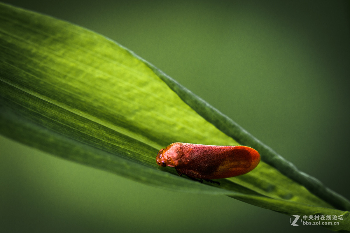 再拍西河边的红色沫蝉【告假帖】