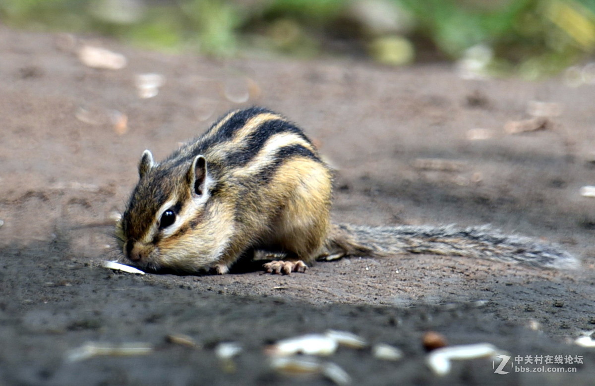 嗨！抓到一只十足的吃货！（抓拍练习）