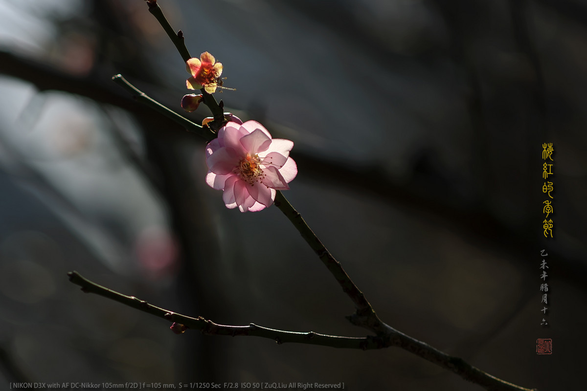 #ZOL月赛—你好2016# - 梅红的季节