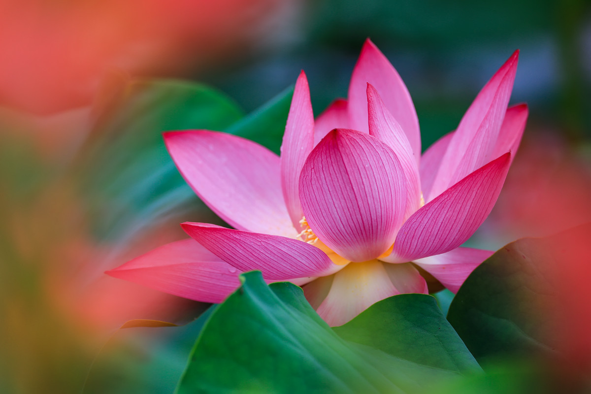 《荷塘月色》之又是一年拍荷季。。。