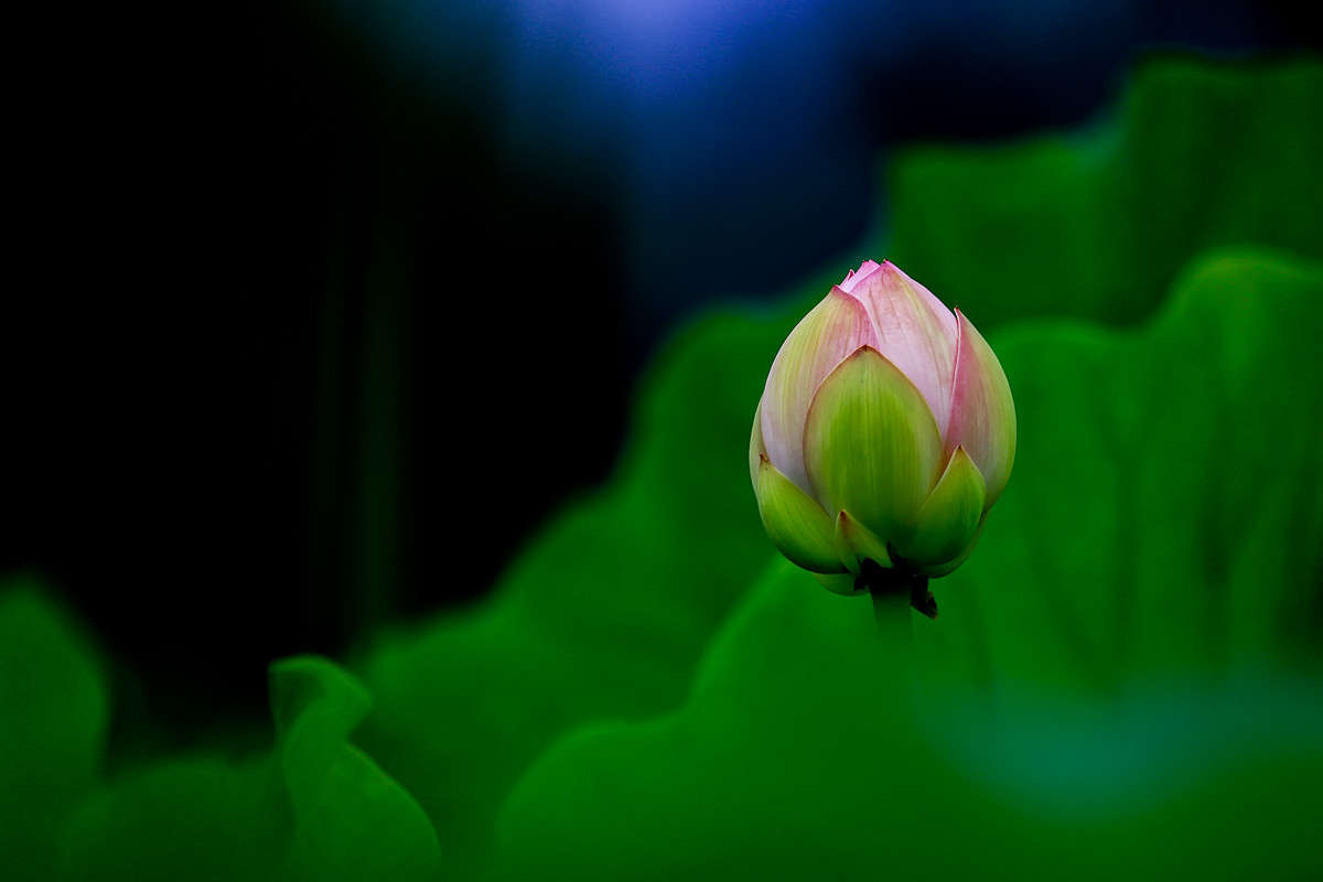 《荷塘月色》之又是一年拍荷季。。。