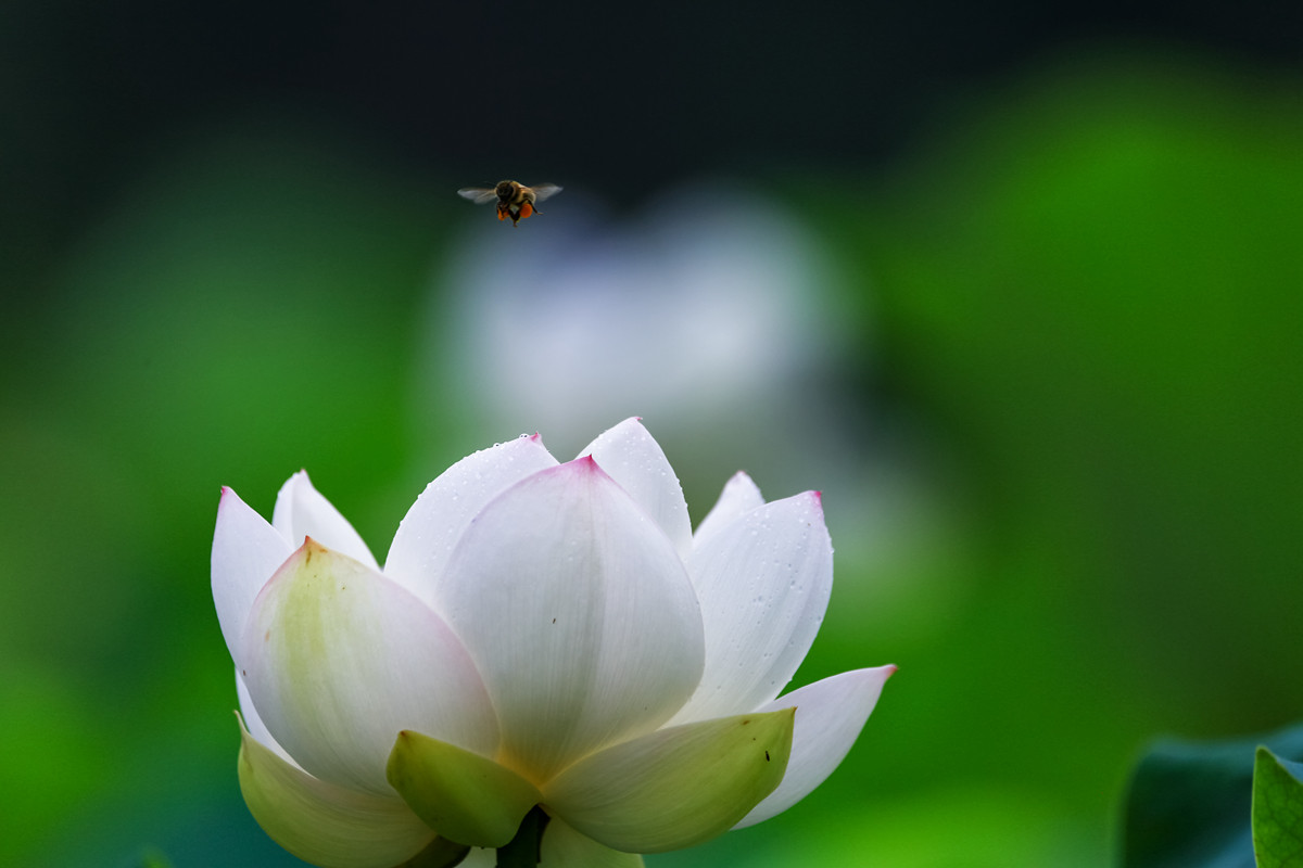 《荷塘月色》之又是一年拍荷季。。。