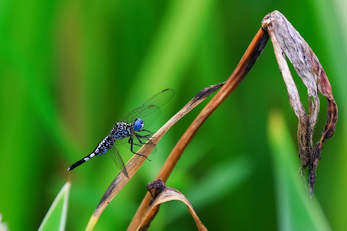 《荷塘月色》之又是一年拍荷季。。。