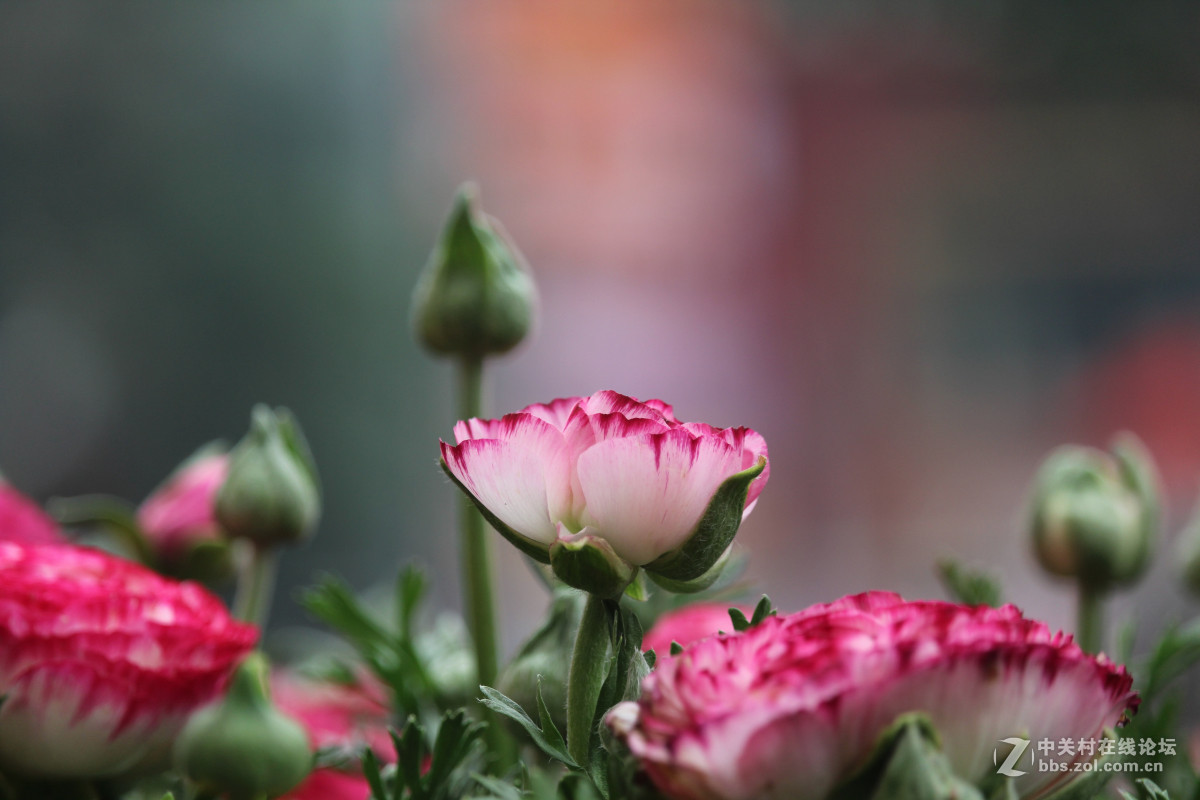 霾雾难淹花色美（1200D+55-250STM）