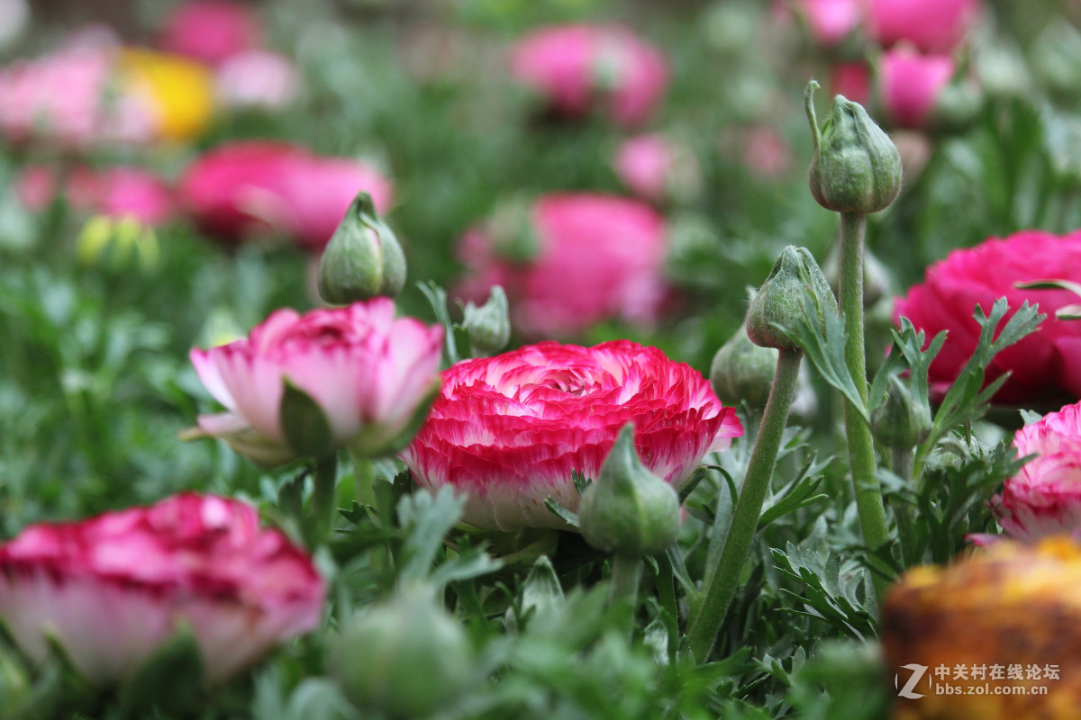 霾雾难淹花色美（1200D+55-250STM）