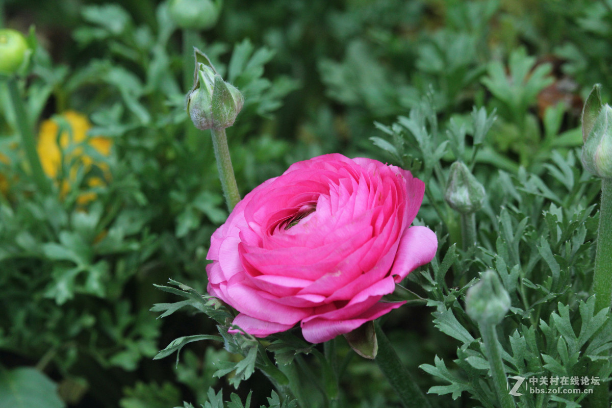 霾雾难淹花色美（1200D+55-250STM）