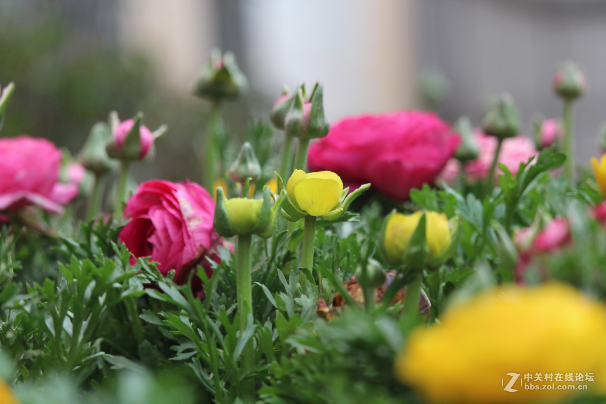 霾雾难淹花色美（1200D+55-250STM）