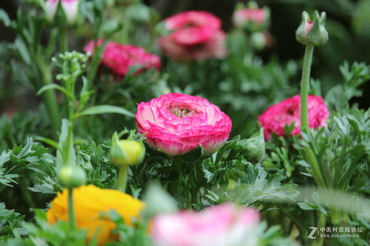 霾雾难淹花色美（1200D+55-250STM）