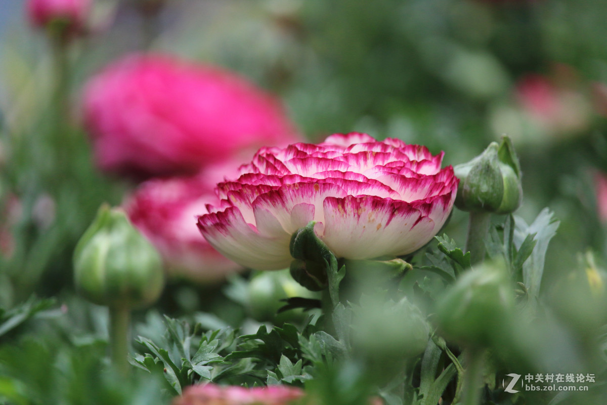霾雾难淹花色美（1200D+55-250STM）