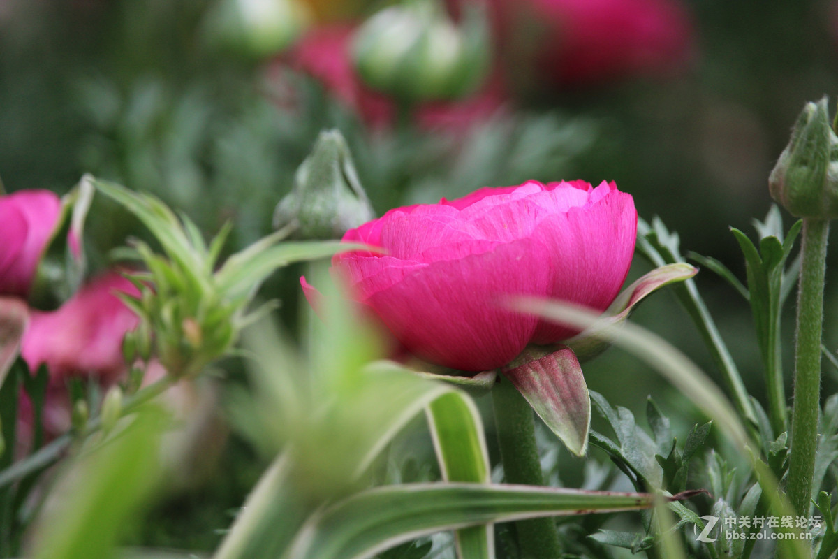 霾雾难淹花色美（1200D+55-250STM）