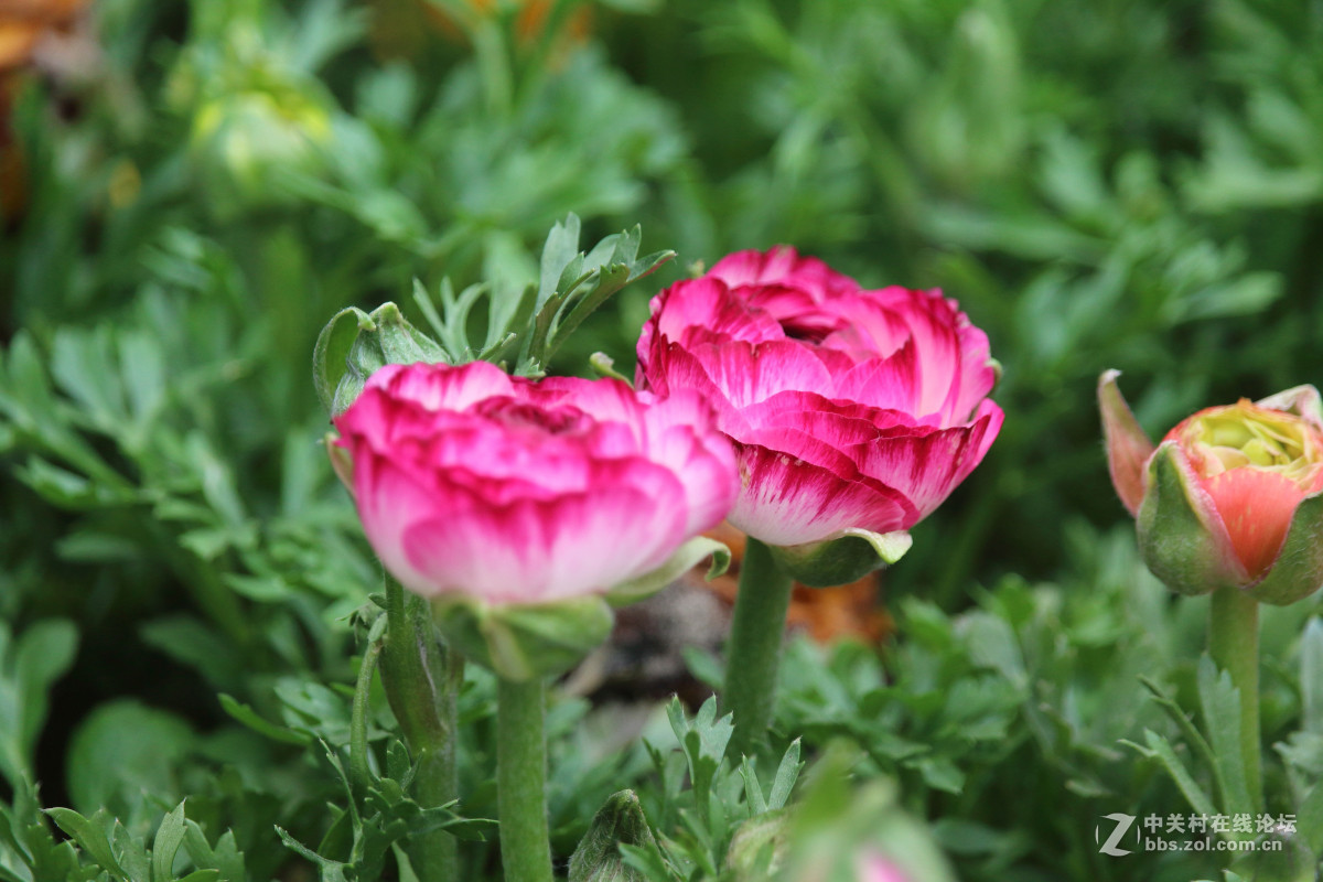 霾雾难淹花色美（1200D+55-250STM）