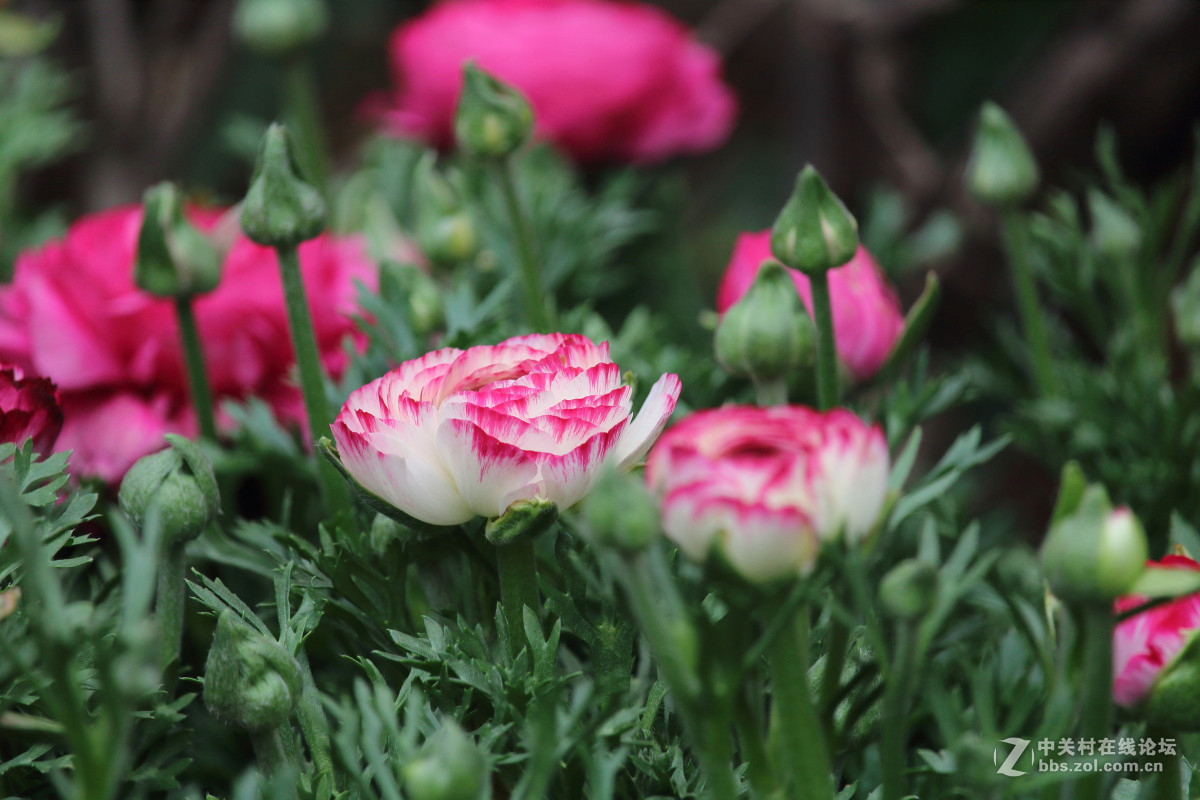 霾雾难淹花色美（1200D+55-250STM）