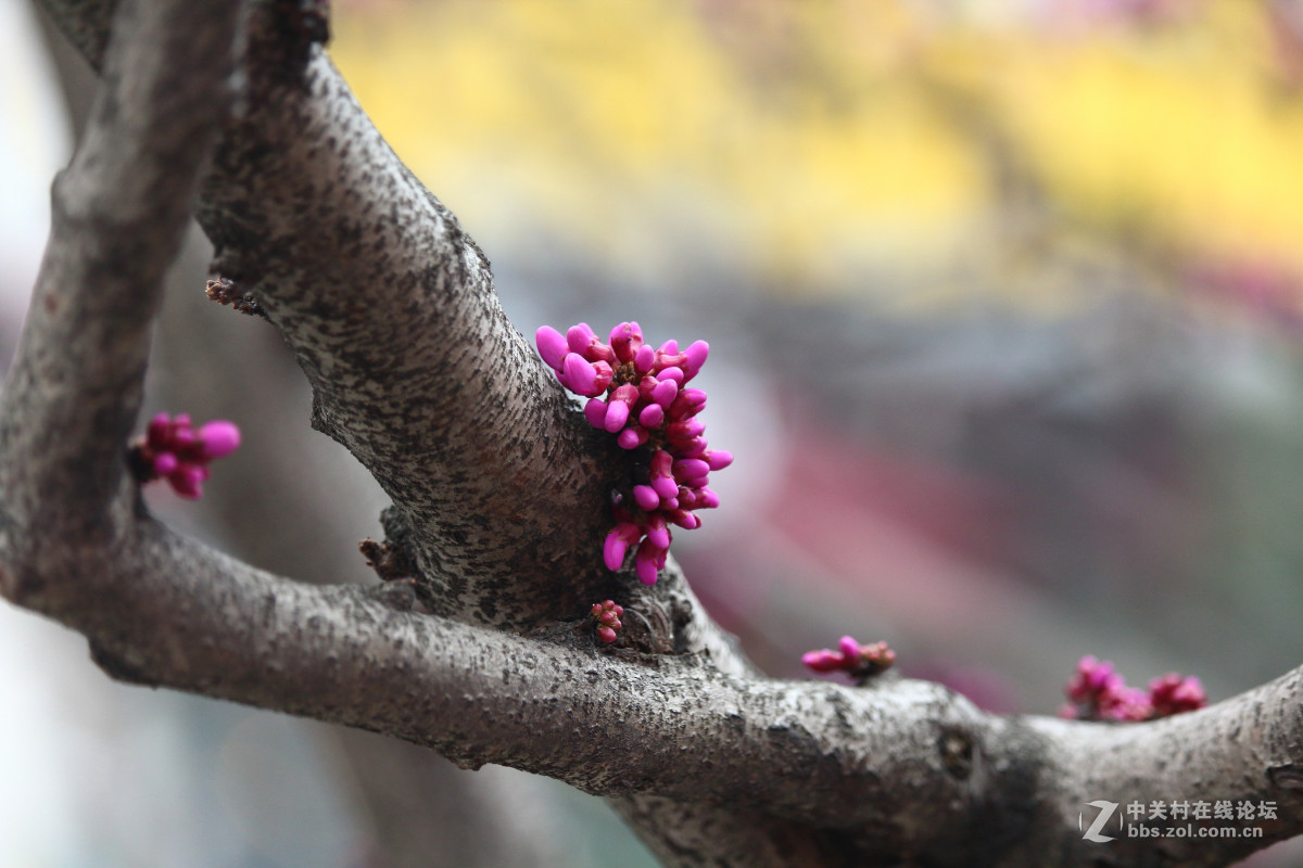 霾雾难淹花色美（1200D+55-250STM）