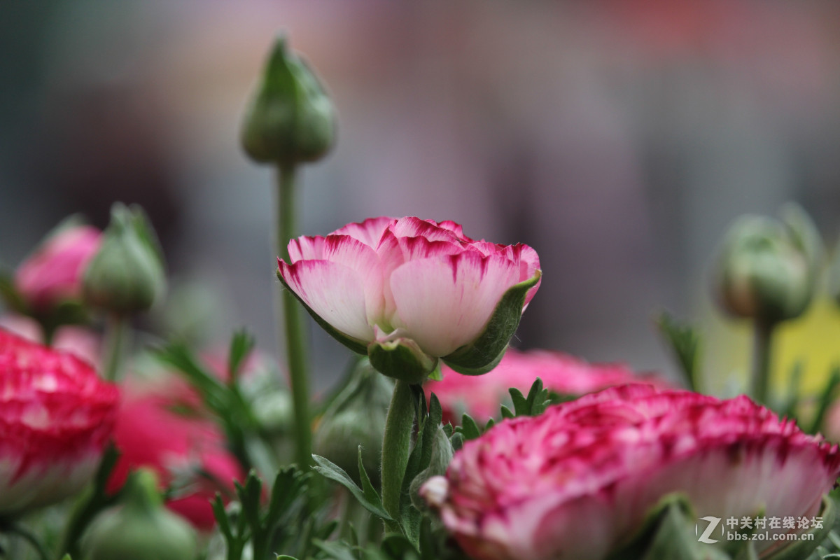 霾雾难淹花色美（1200D+55-250STM）
