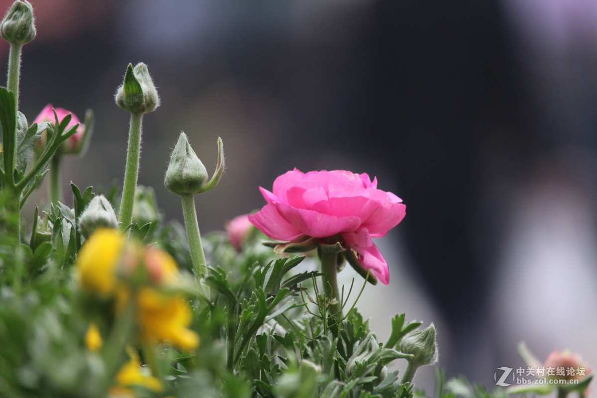 霾雾难淹花色美（1200D+55-250STM）