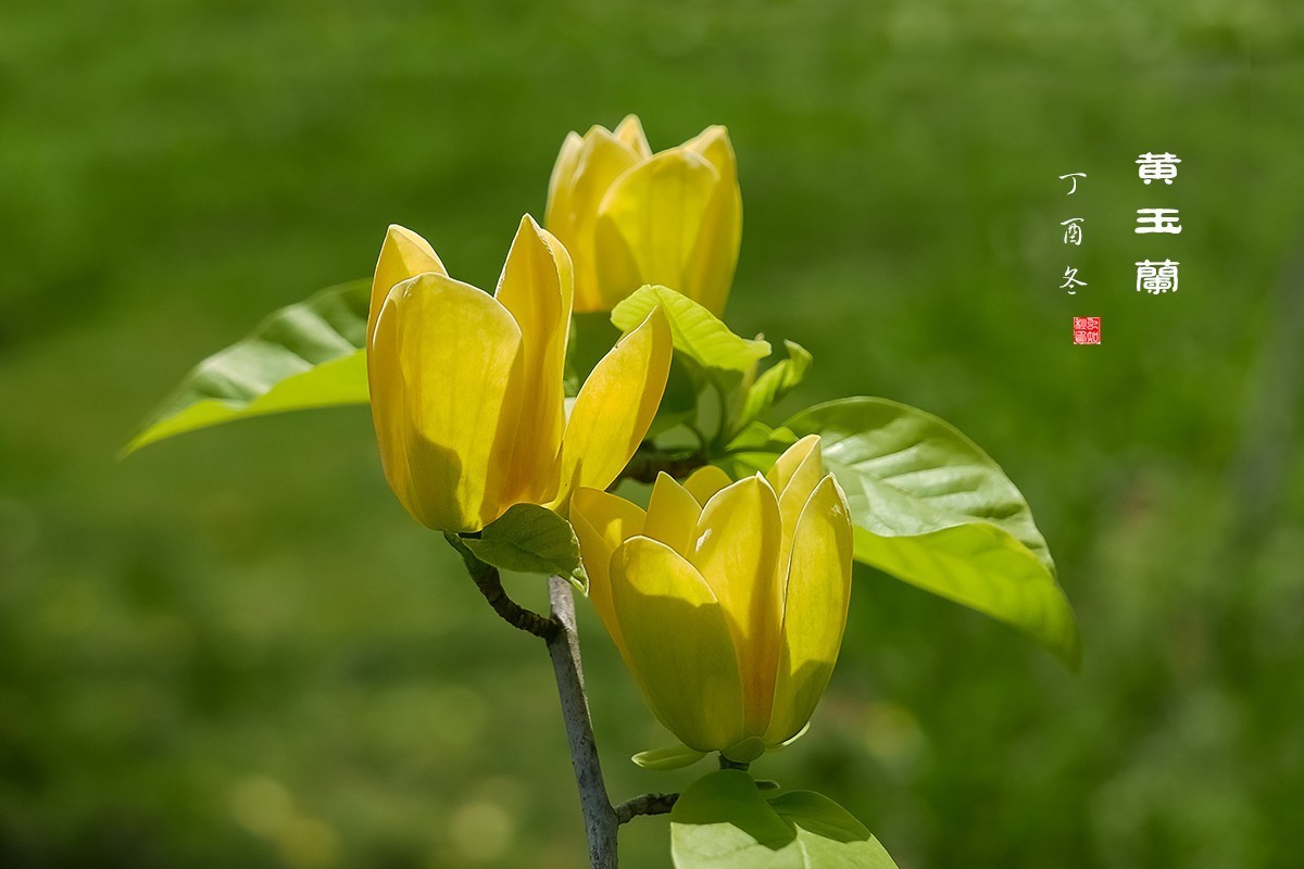 黄玉兰花
