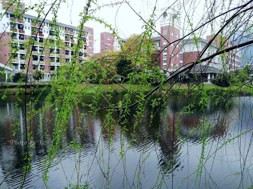 手摄------雾空之校园剪景