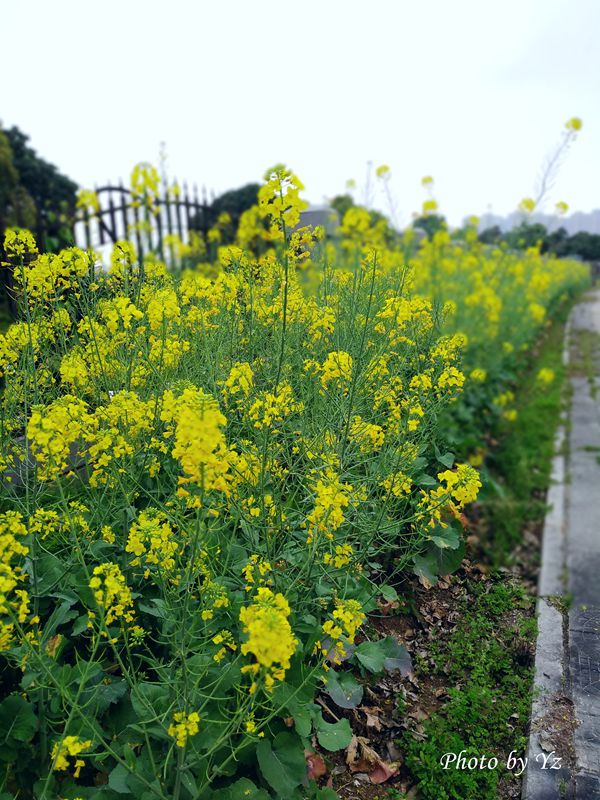 手摄------雾空之校园剪景