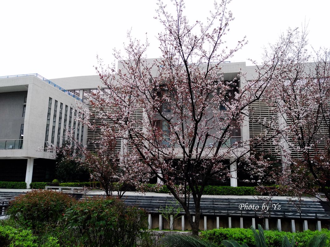 手摄------雾空之校园剪景