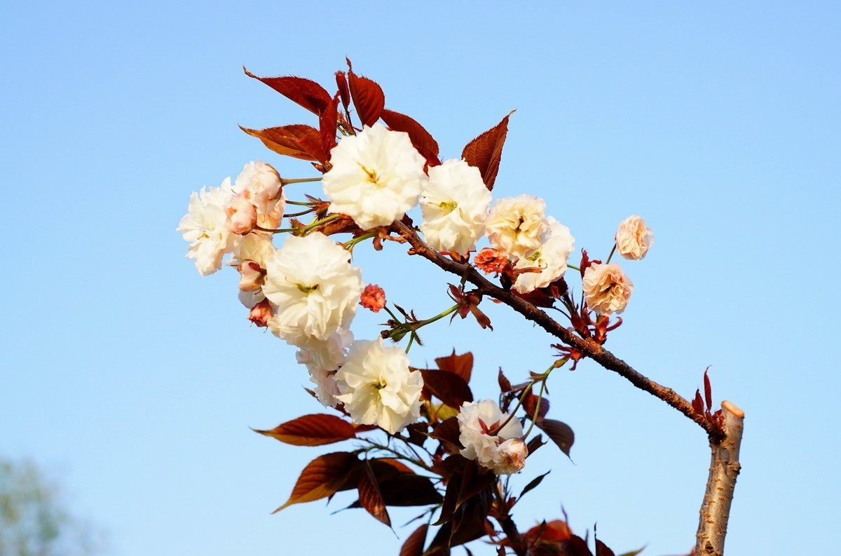 关山樱普贤象樱