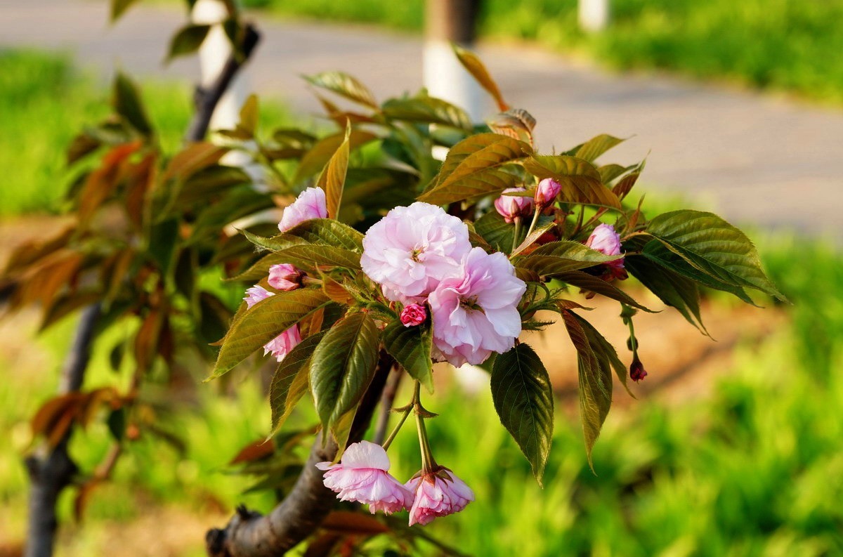 关山樱普贤象樱