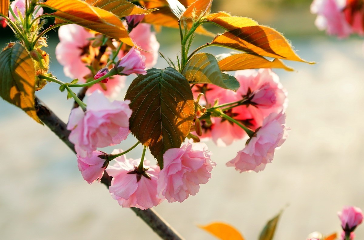 关山樱普贤象樱