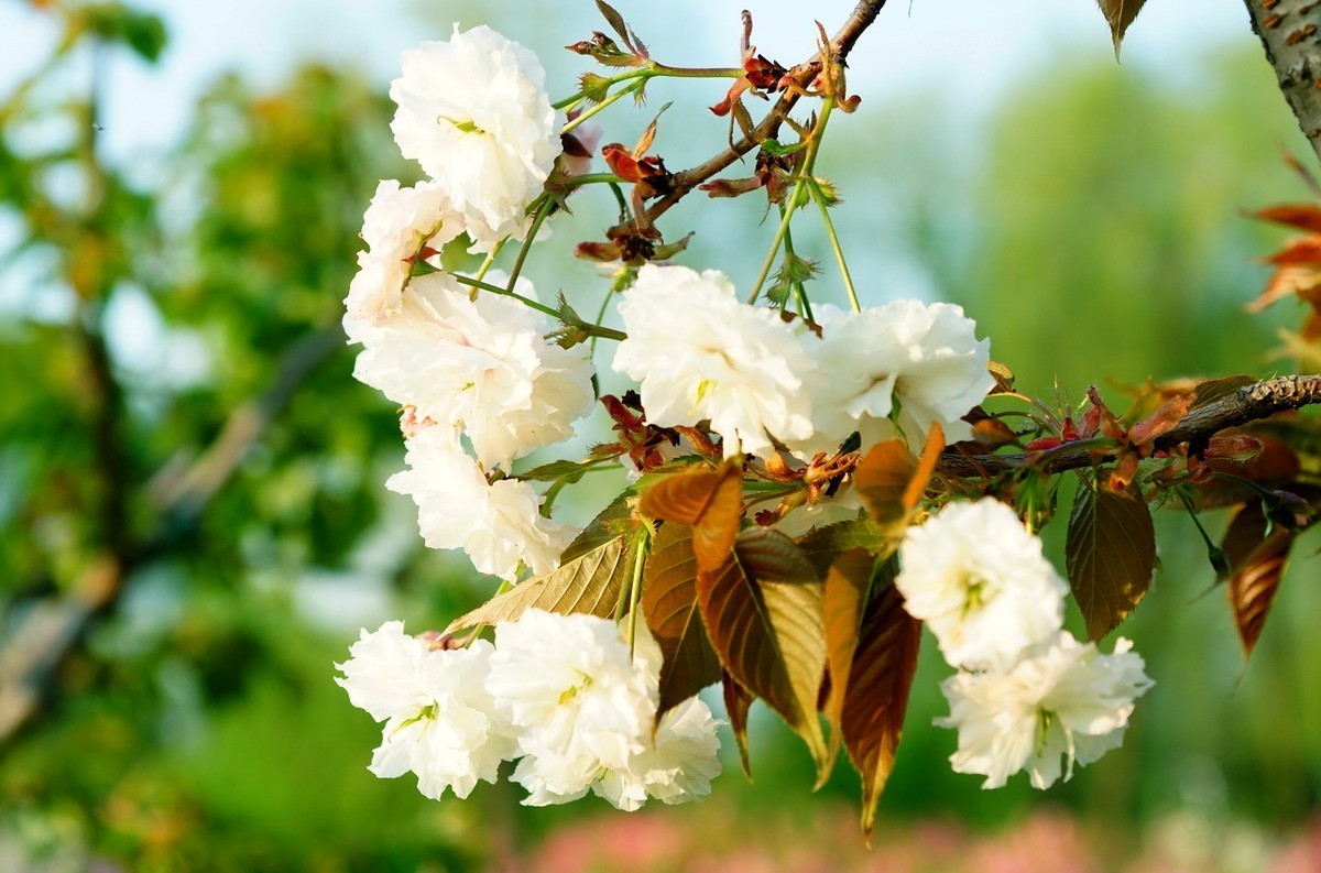 关山樱普贤象樱