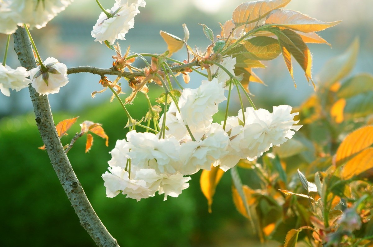 关山樱普贤象樱