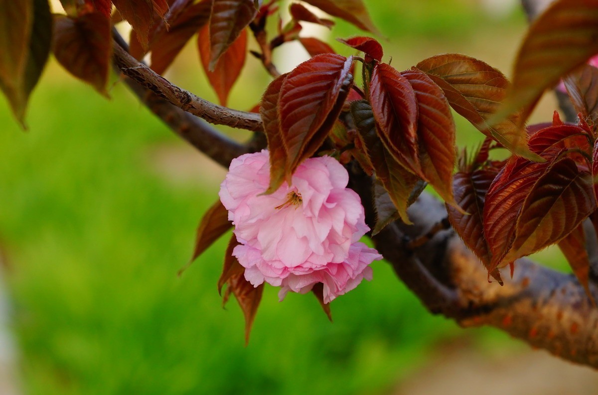 关山樱普贤象樱