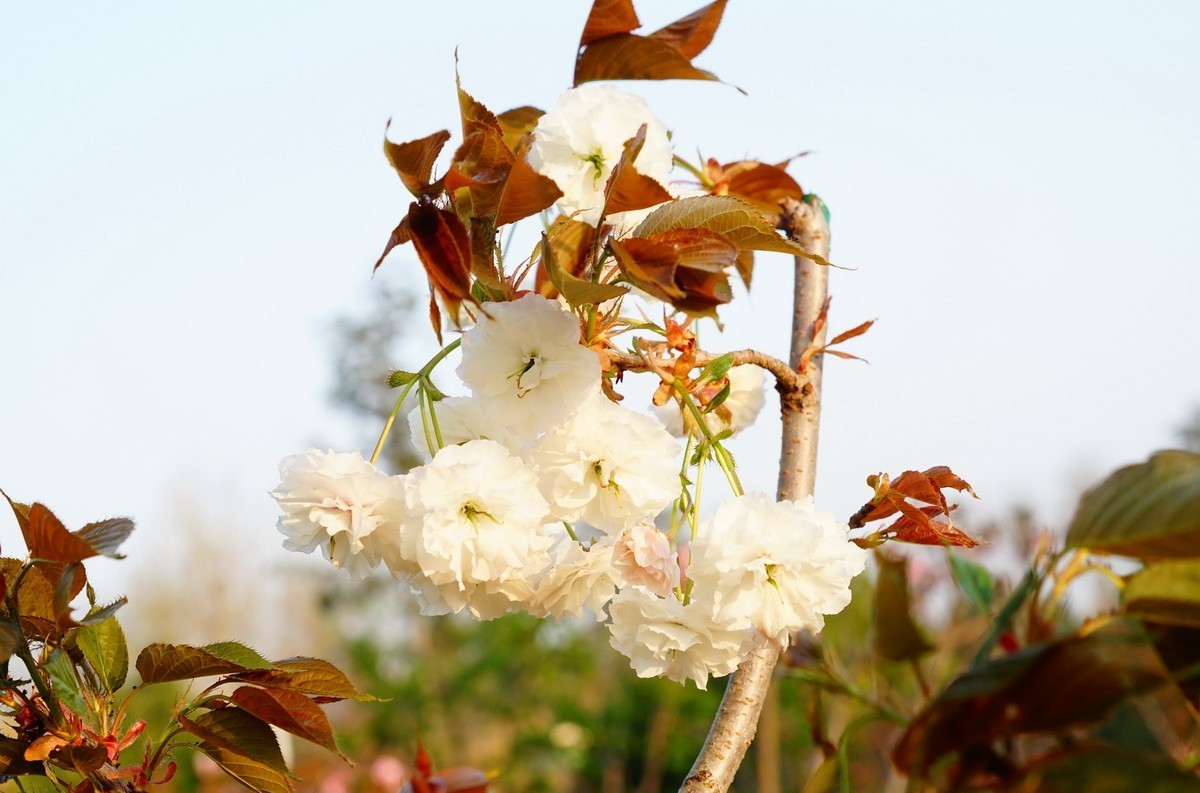 关山樱普贤象樱