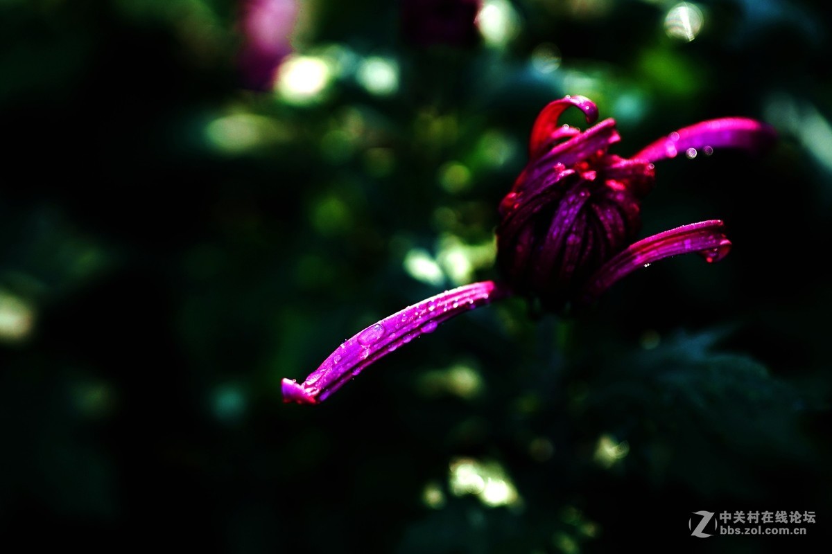 秋菊（指）