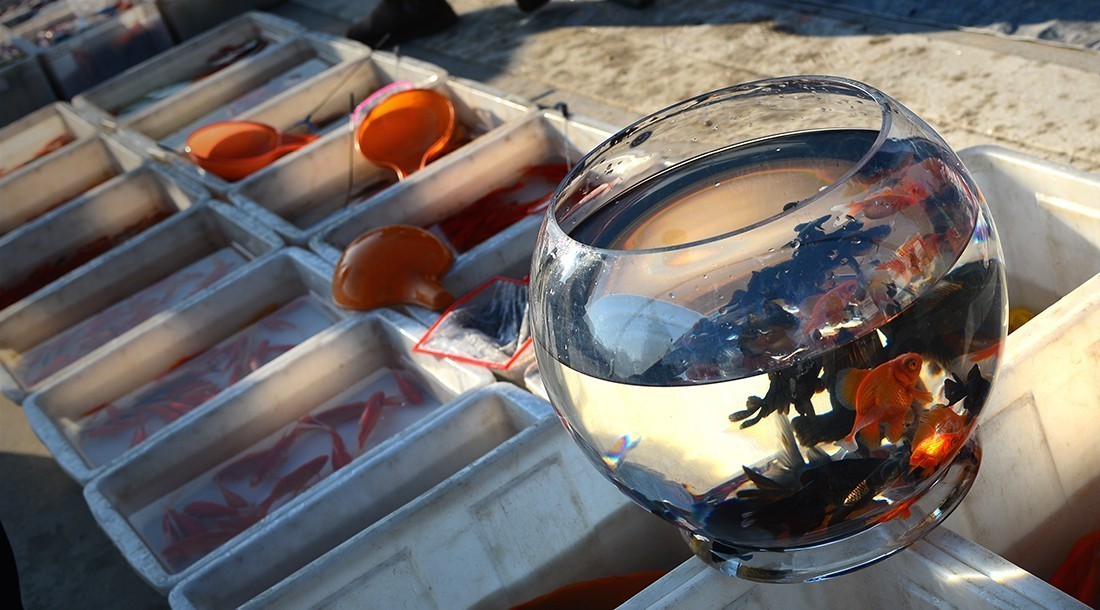 青岛西海岸新区灵山卫大集（续） 祝光影杂谈星空(中国)新的一年红红火火 佳作连连！