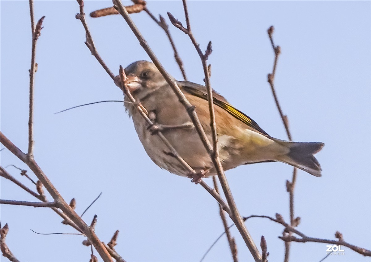 三九寒天枝头鸟
