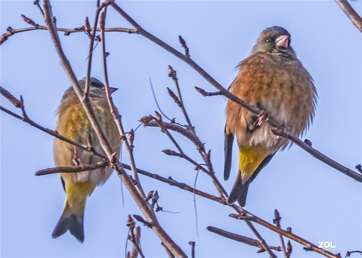 三九寒天枝头鸟