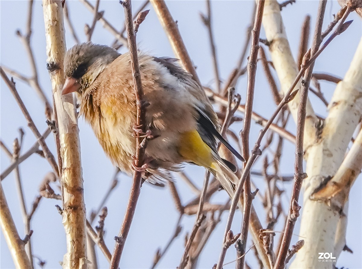 三九寒天枝头鸟